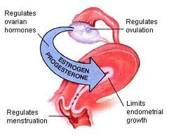 Combined Oral Contraceptive