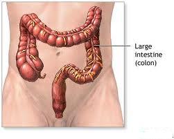 Large Intestine