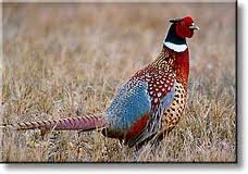 Pheasant